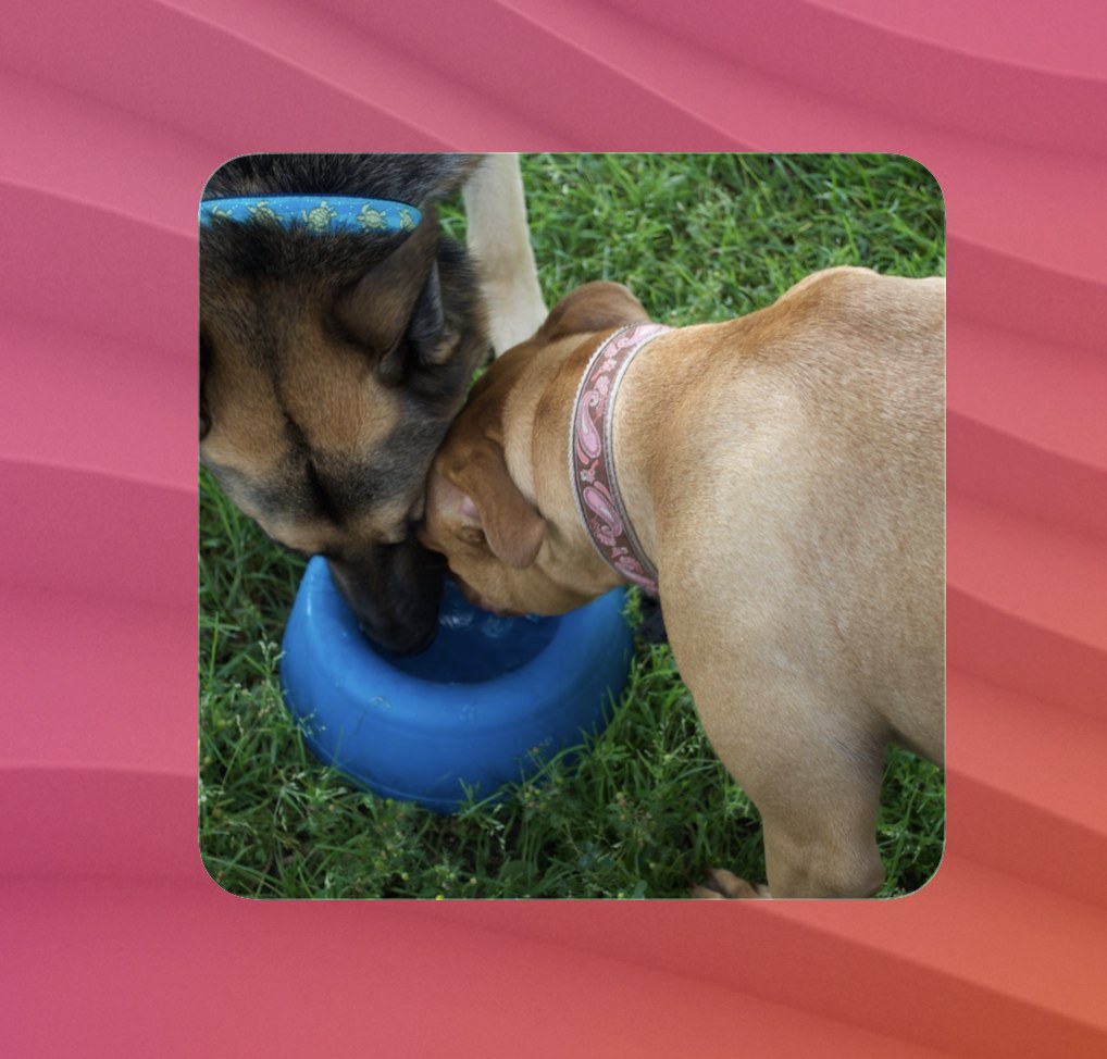Random image from Flickr account widget screenshot
